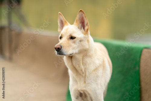Close up of Jindo dog