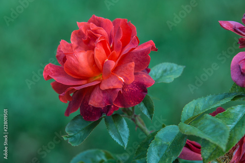 Beautiful Red Rose 