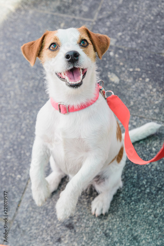 small breed dog Jack Russell