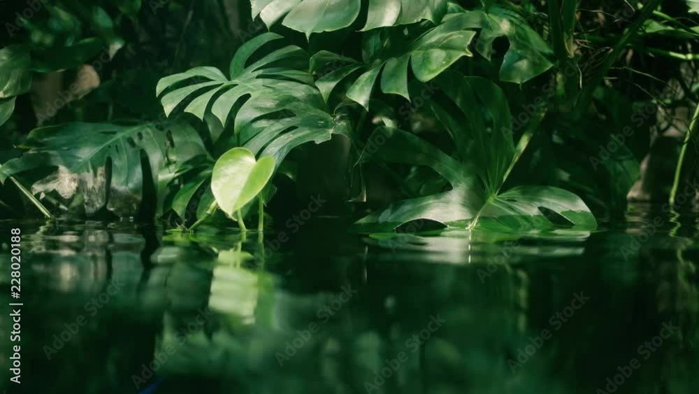 Calm relaxing ecology background, tropical leaf submerged in exotic water, Monstera rainforest waving slowly