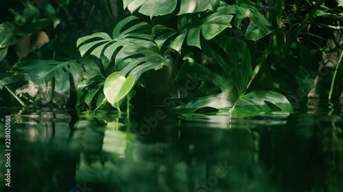 Calm relaxing ecology background, tropical leaf submerged in exotic water, Monstera rainforest waving slowly