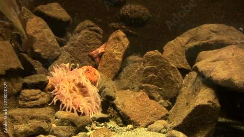 Marine life - Sea anemone - Strawberry anemone - Video high definition - Real time photo