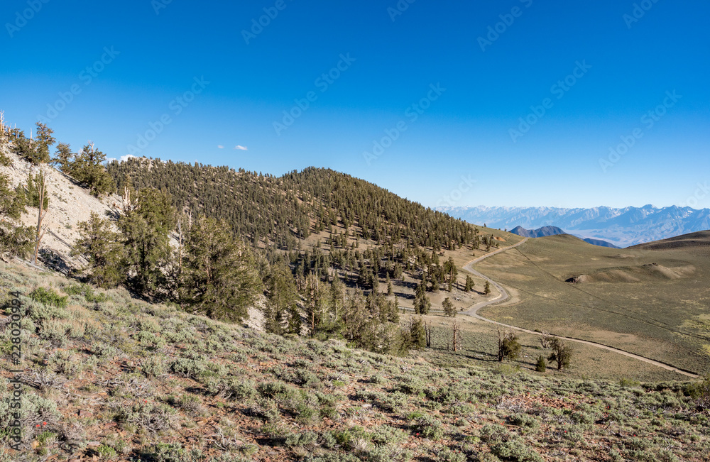 Panorama of Eastern Sierra Mountains from  Ancient Bristlcone Pine Forest, Schulman Grove, near Bishop and Big Pine California.
