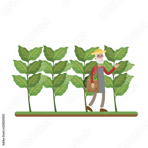 Man walking in the tobacco farm and harvest
