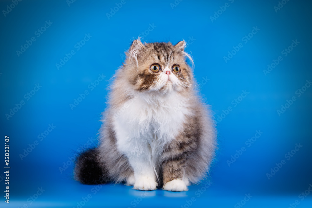 Fototapeta premium Persian cat on colored backgrounds