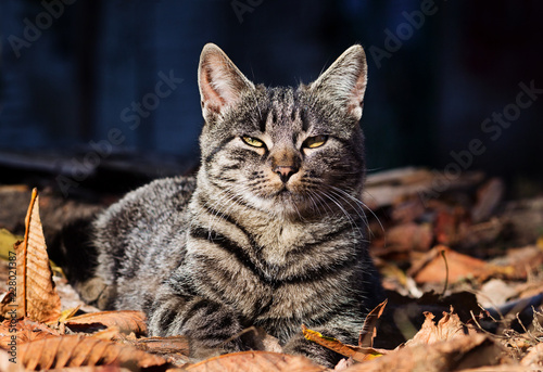 Beautiful striped cat is sitting in fallen yellow leaves outdoors.