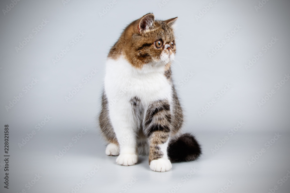 Obraz premium Exotic cat on colored backgrounds