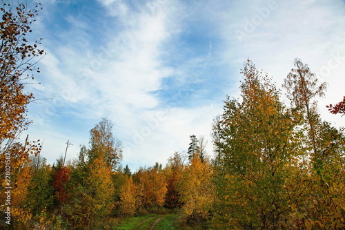 Gorgeous autumn colorful nature landscape view. Beautiful nature backgrounds. Green yellow trees and grass field on blue sky background.