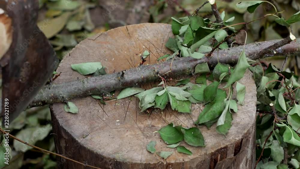 a man cuts branches with an ax, work at the dacha, close-up, cutting of branches, manual labor, steel a man cuts branches with an ax, work at the dacha, close-up, cutting of branches, manual labor, steel