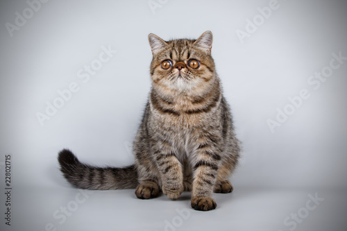 Exotic cat on colored backgrounds