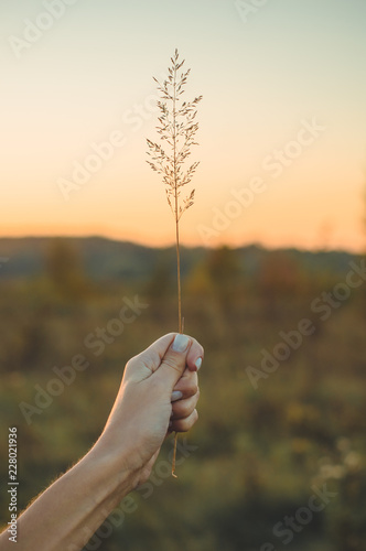 Image of brown grass flower field with bokeh and sunset light background. Golden grass flower image in female hand