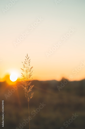 Fototapeta Naklejka Na Ścianę i Meble -  Image of brown grass flower field with bokeh and sunset light background. Golden grass flower image.