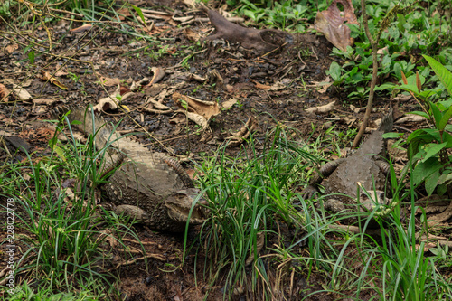 caiman in the amazon rainforest  ecuador