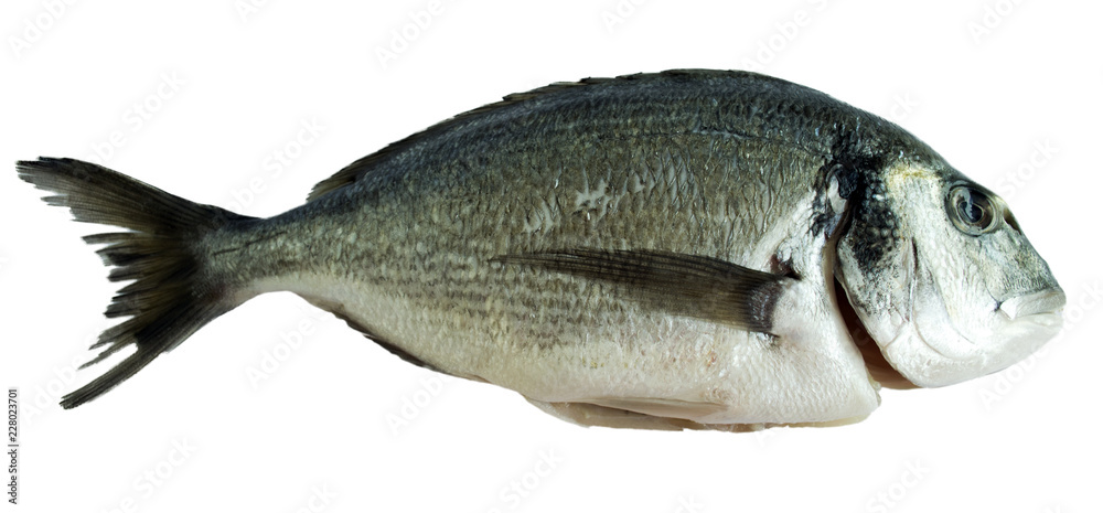 Fresh dorado fish on white background