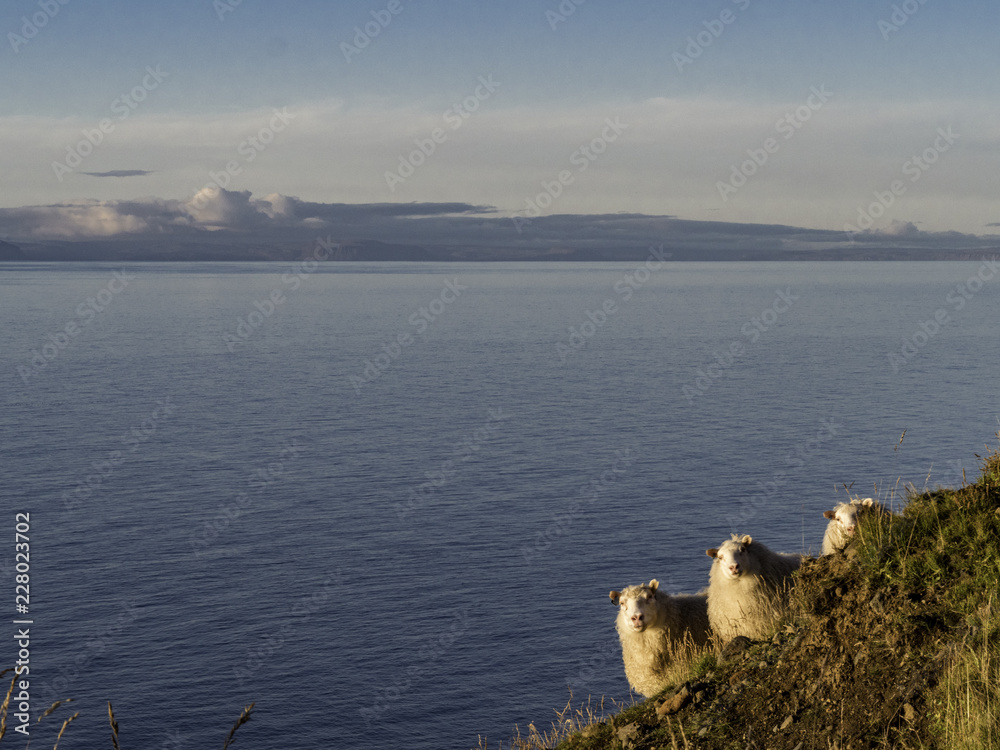 Three icelandic wild sheep roaming at the coastline of Iceland