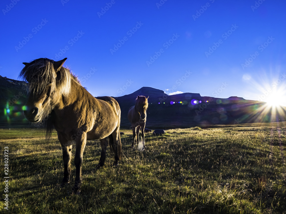 Wild horses roaming in Iceland during sunset