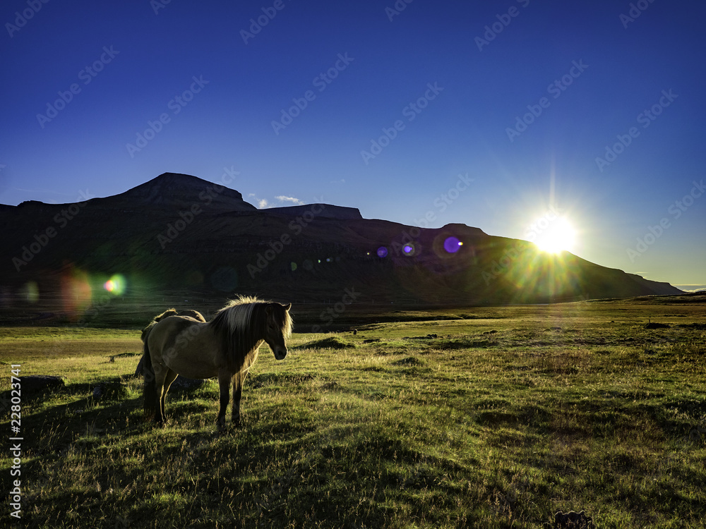 Wild horses roaming in Iceland during sunset