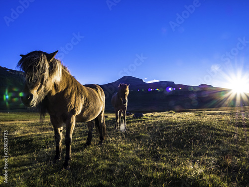 Obraz na płótnie Wild horses roaming in Iceland during sunset w salonie