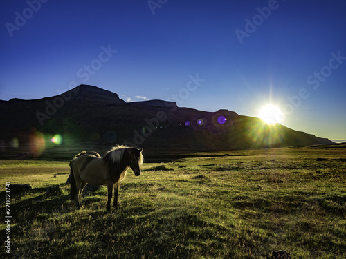 Obraz na płótnie Wild horses roaming in Iceland during sunset w salonie