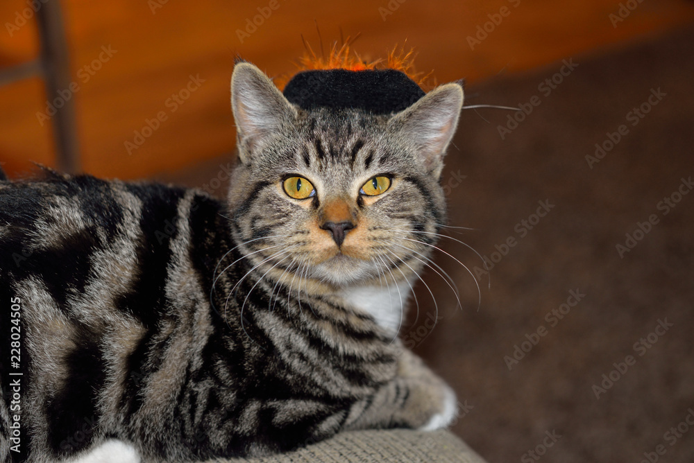 Halloween striped cat with black and orange witches hat