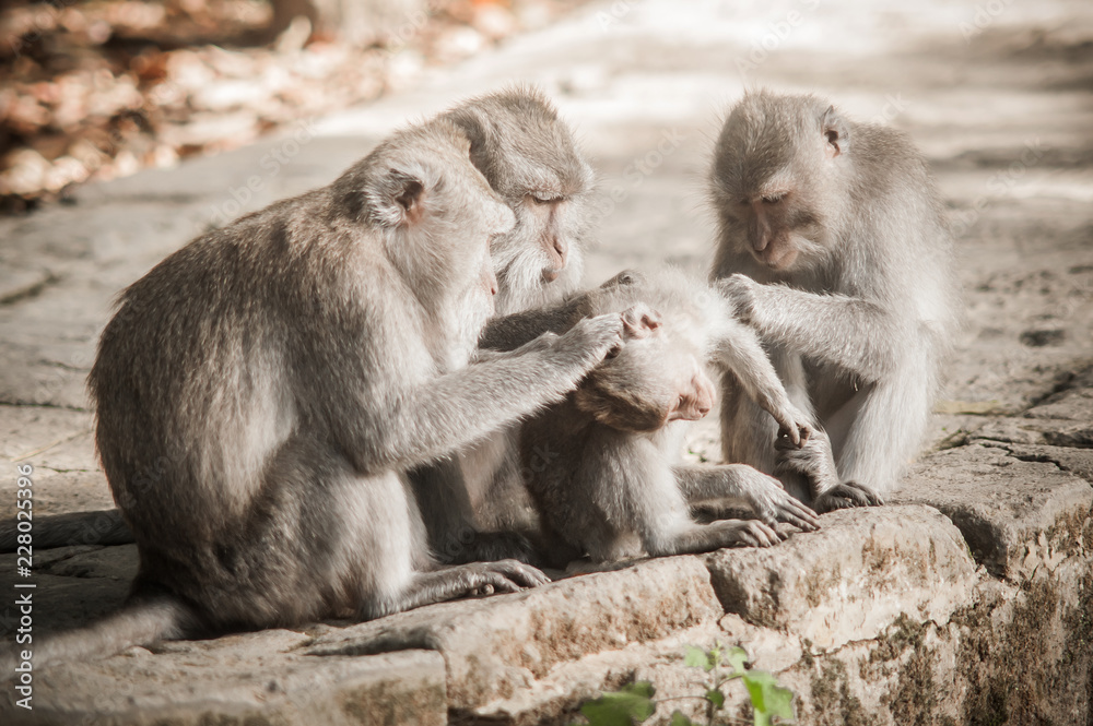 Macaque monkey family grooming and relaxing in secret monkey forest