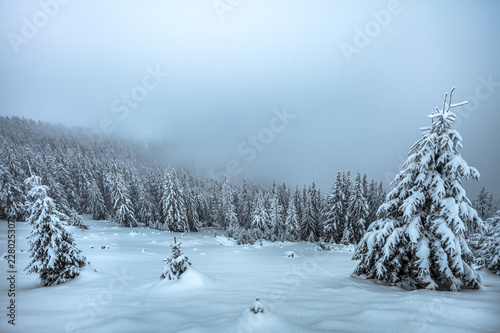 Beautiful winter landscape, snow covered spruce forest © bdavid32