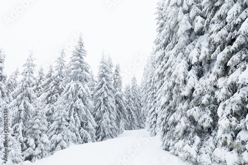 Beautiful winter landscape, snow covered spruce forest