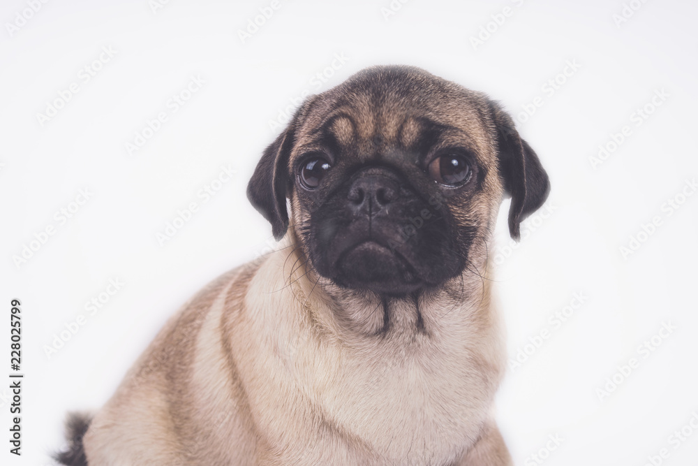 Cute pug puppy,isolated on white background, happy dog concept