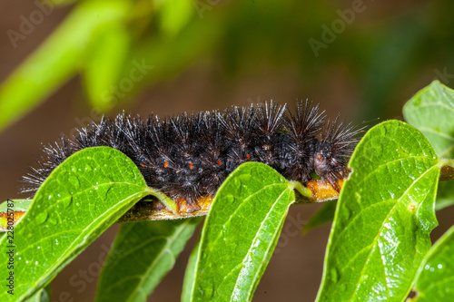 Close up of The giant leopard moth or eyed tiger moth (Hypercompe scribonia) on green leaves photo