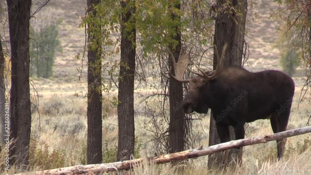 Bull Shiras Moose Rutting in Wyoming Bull Shiras Moose Rutting in Wyoming
