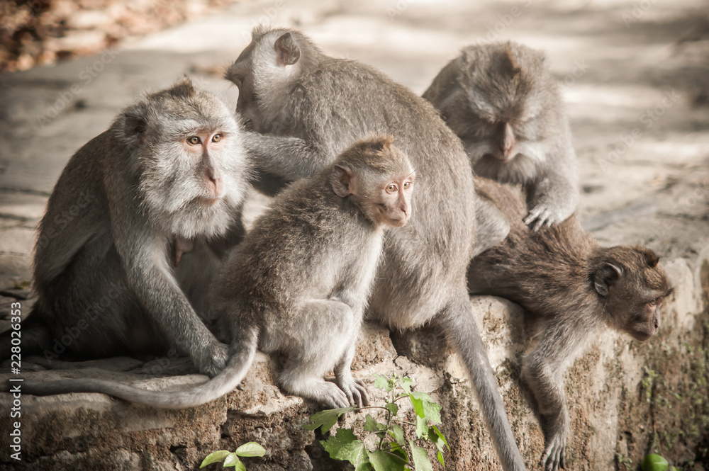Macaque monkey family grooming and relaxing in secret monkey forest Macaque monkey family grooming and relaxing in secret monkey forest