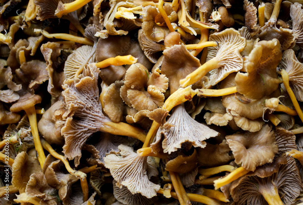 Ταπετσαρία A food background shot with lots of Cantharellus Tubaeformis.