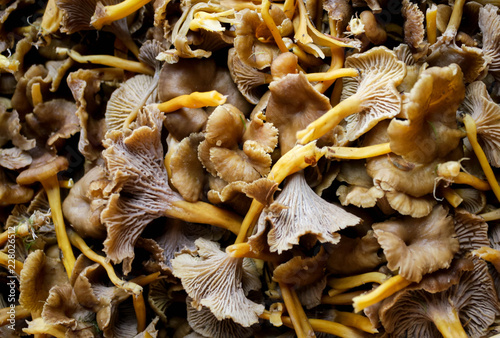 A food background shot with lots of Cantharellus Tubaeformis. photo