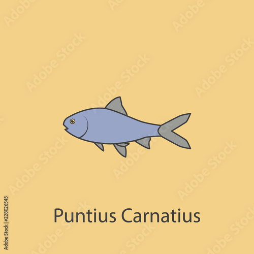 puntius carnatius 2 colored line icon. Simple purple and gray element illustration. puntius carnatius concept outline symbol design from fish set