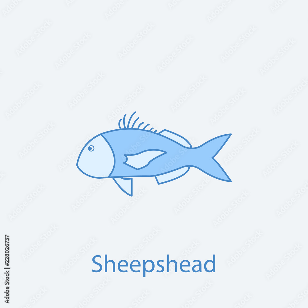 sheepshead 2 colored line icon. Simple light and dark blue element illustration. sheepshead concept outline symbol design from fish set sheepshead 2 colored line icon. Simple light and dark blue element illustration. sheepshead concept outline symbol design from fish set