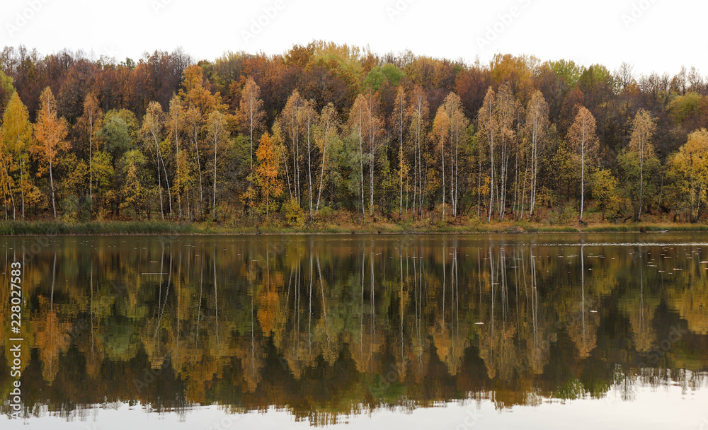 Fototapeta premium Осенний лес