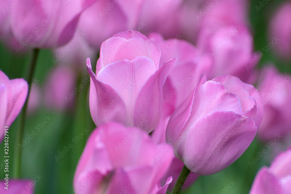 Obraz premium pink tulips in the garden