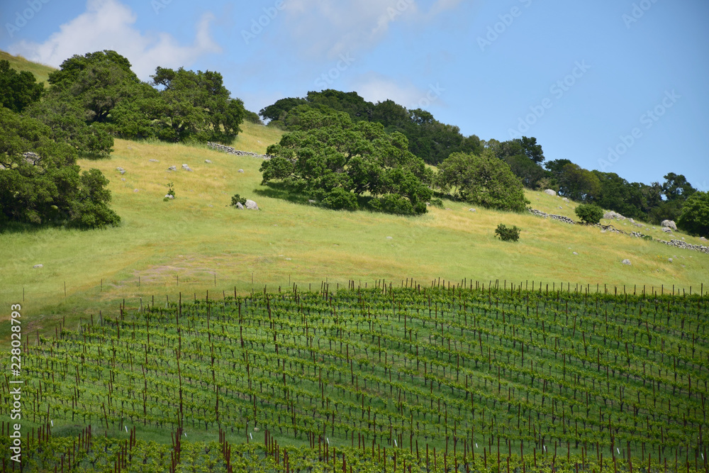 Vineyards in Napa Valley in the spring.