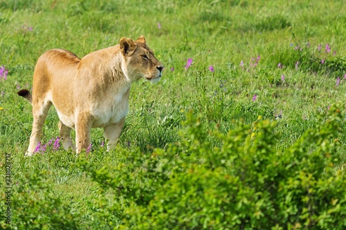 Watchful Lioness