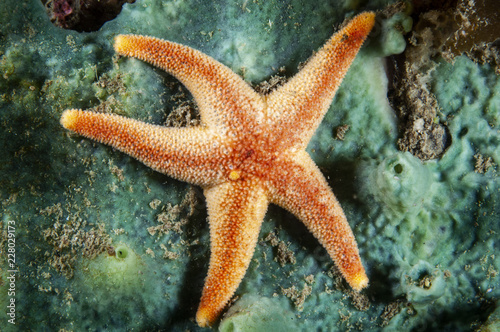 Blood Sea Star underwater in the St. Lawrence Estuary © RLS Photo