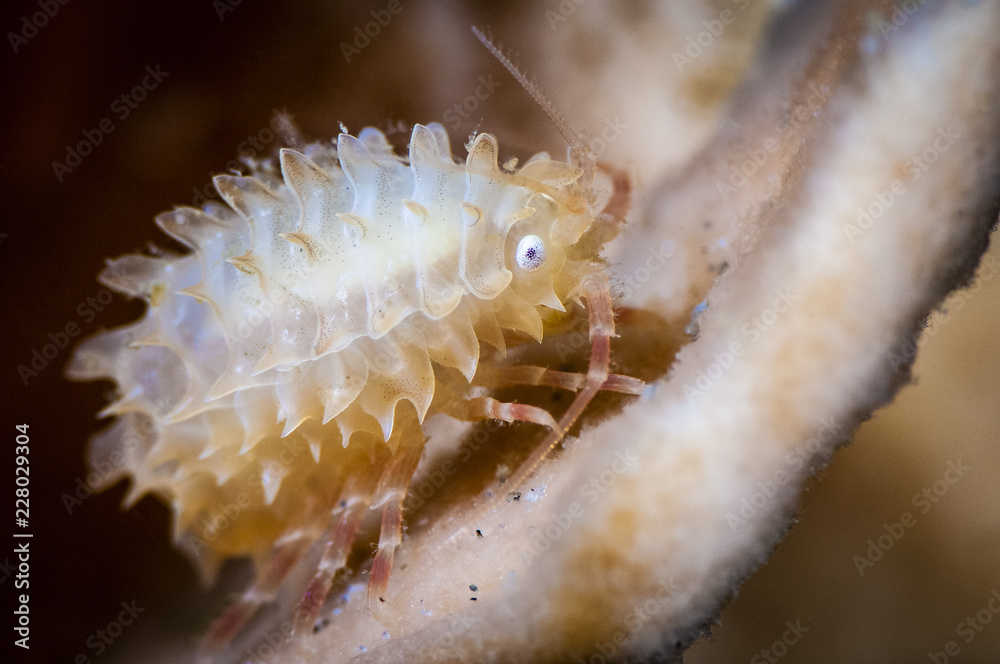 Small crustacean underwater on a sea sponge Small crustacean underwater on a sea sponge