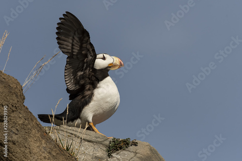 Horned puffins in colony;  Lake Clark NP;  Alaska