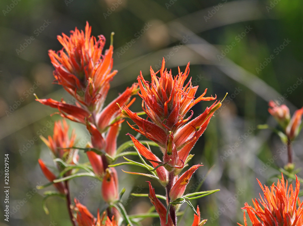 Wholeleaf Indian Paintbrush flowers (Castilleja integra) shot in Rocky Mountain National Park, Colorado. Wholeleaf Indian Paintbrush flowers (Castilleja integra) shot in Rocky Mountain National Park, Colorado.