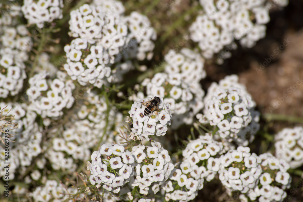A bee gathering pollen from a cluster of white flowers. A bee gathering pollen from a cluster of white flowers.