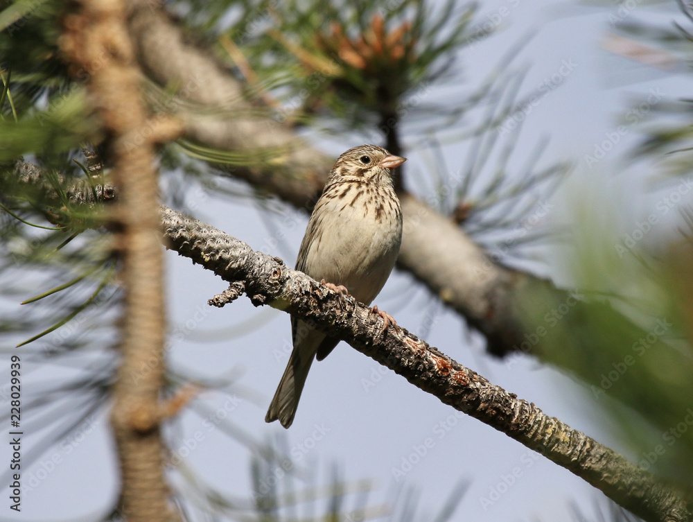 Φωτογραφία A Vesper Sparrow (Pooecetes gramineus) sitting on the branch of a pine tree, shot in Rocky Mountain National Park, Colorardo