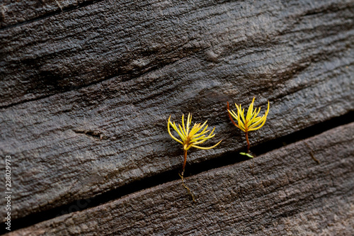 Nurse Log