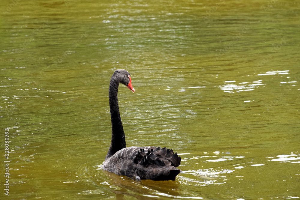 Obraz premium Black swan 