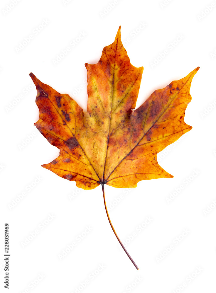 Read Single Colored Fall Leaf on a White Background Read Single Colored Fall Leaf on a White Background