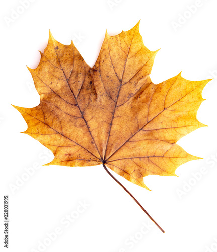 Read Single Colored Fall Leaf on a White Background