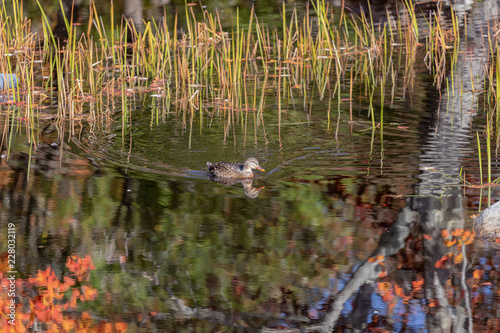 Duck in water with autumn colours.